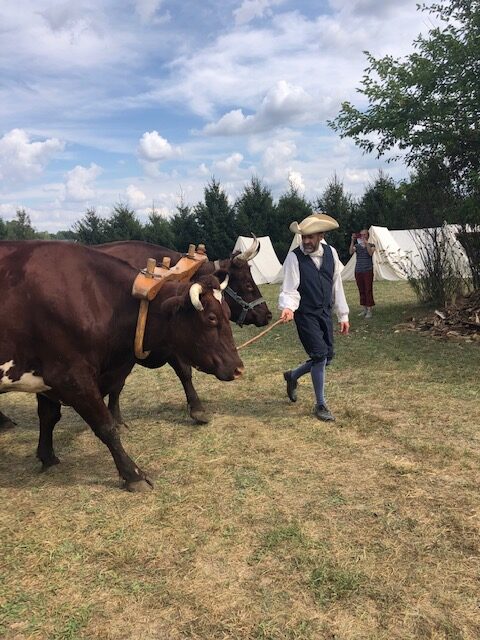 Oxen at Your Event – Double M Farms LLC